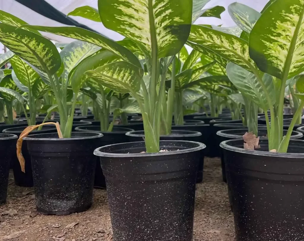 گلدان ژله ای