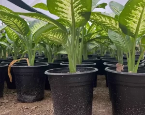 گلدان ژله ای